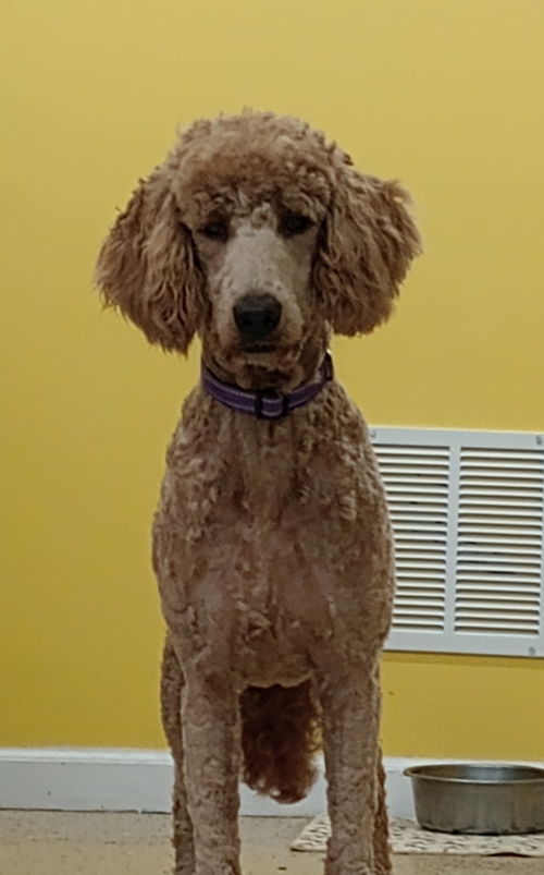 picture of the dog needing adoption