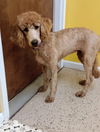Dolly