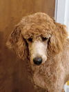 Dolly