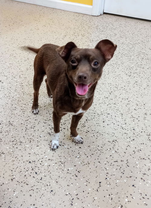 Mars aka Hershey