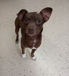 Mars aka Hershey
