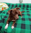 Mars aka Hershey