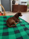 Mars aka Hershey