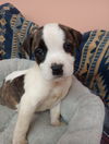 Arwen