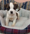 Arwen