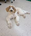 Puppy