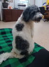 Teddy