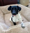 Poppy