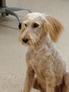 Edie