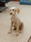 Edie