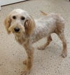 Edie