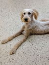 Edie