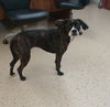 Molly
