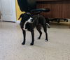 Molly