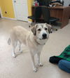 Maggie