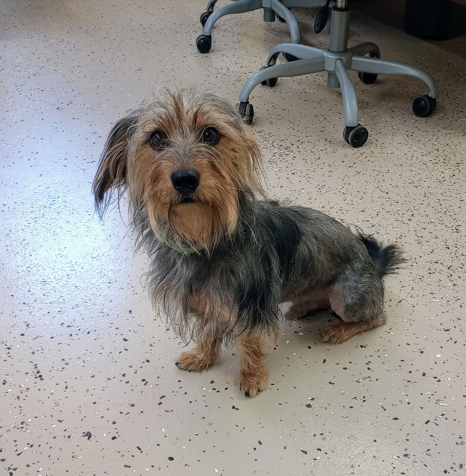 adoptable Dog in York, SC named Max