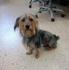 adoptable Dog in , SC named Max