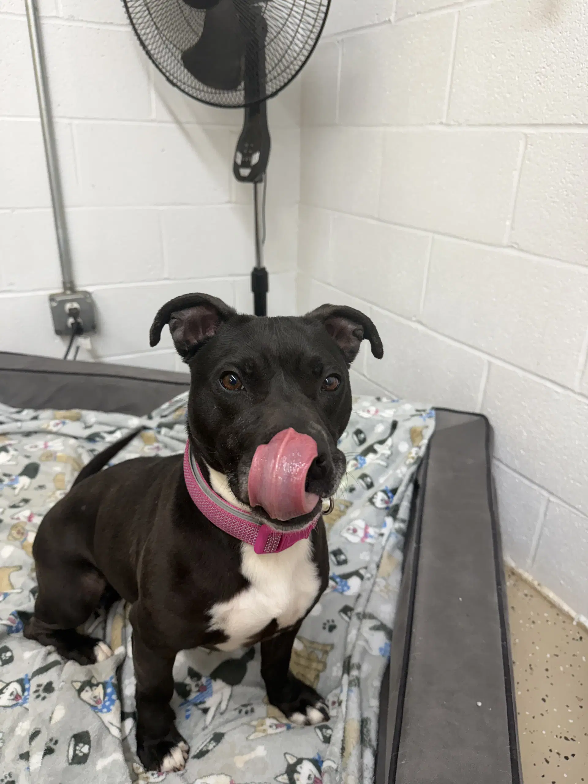 Stormy - Pit Bull Terrier