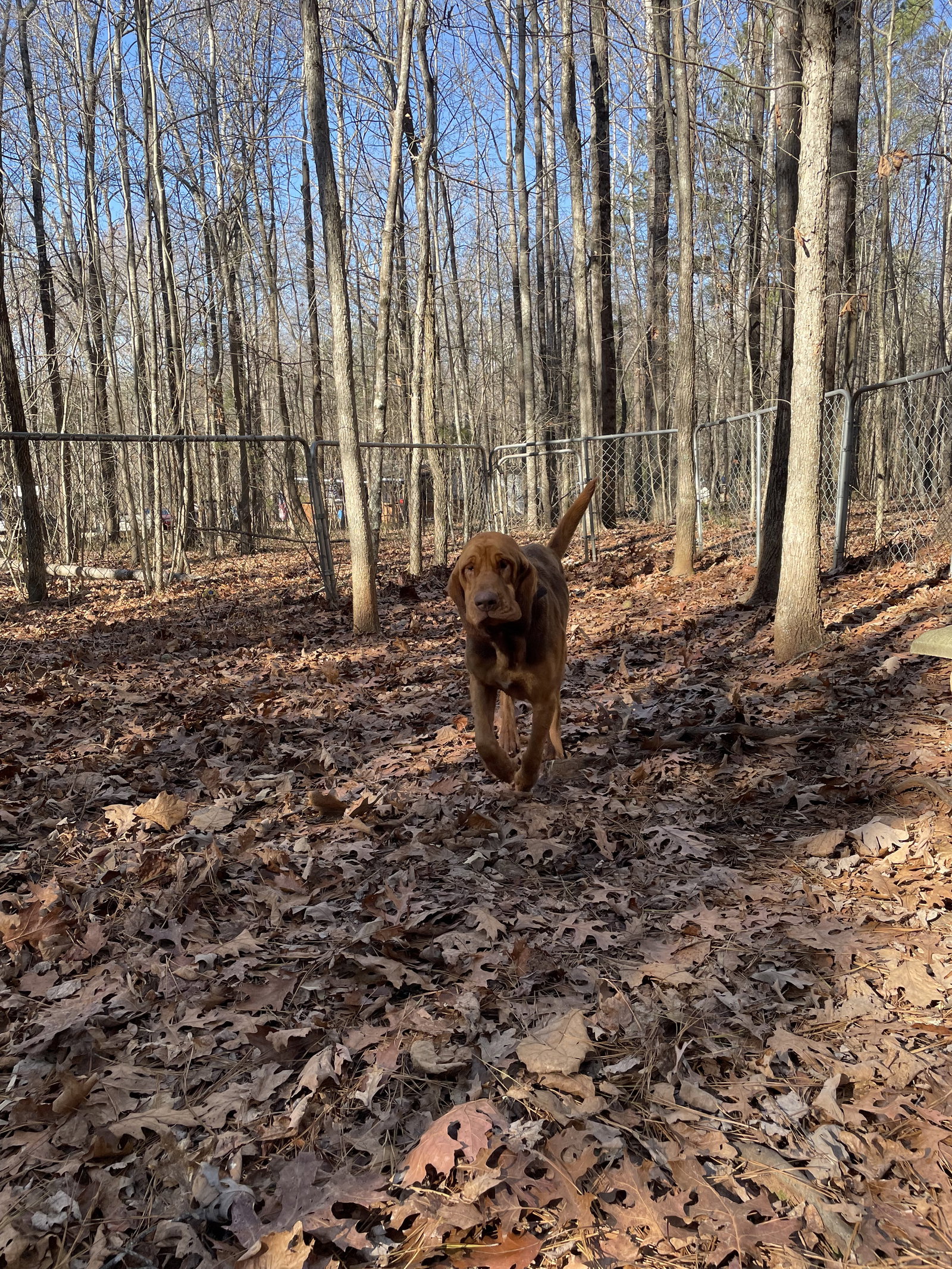 Waylon