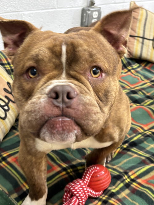 Clyde