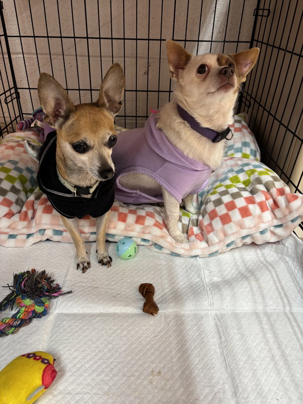 Mr Widdles (TEACUP CHIHUAHUA)