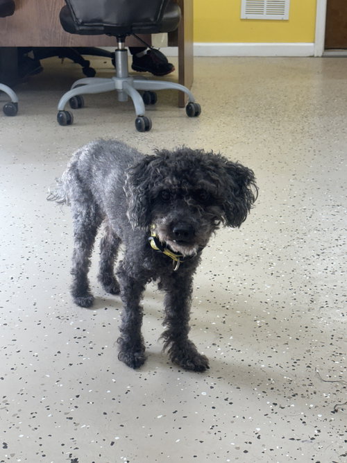Bubbles, an adoptable Poodle in York, SC