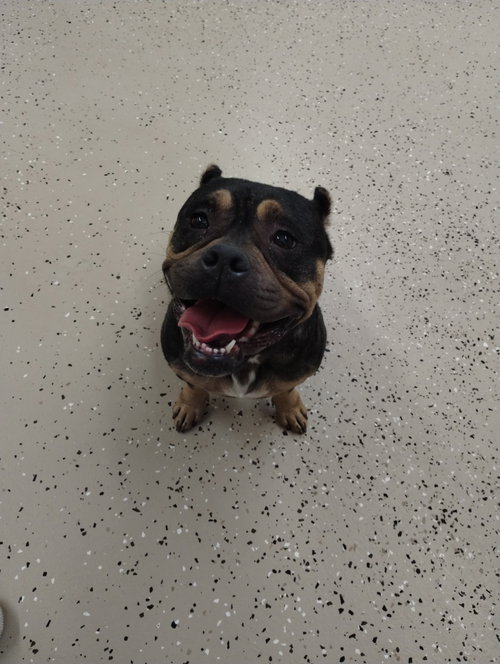 Sapphire, an adoptable Unknown breed in York, SC