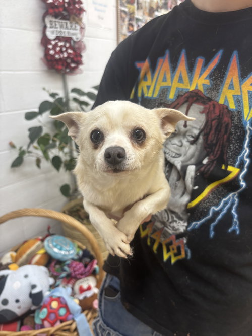 Brain, an adoptable Chihuahua in York, SC