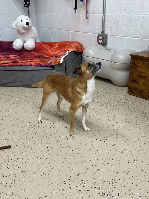 Pokey, an adoptable Chihuahua in York, SC