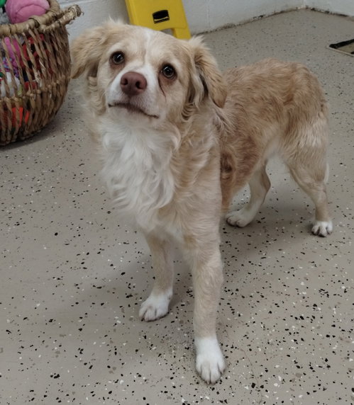 Bear, an adoptable Chihuahua in York, SC