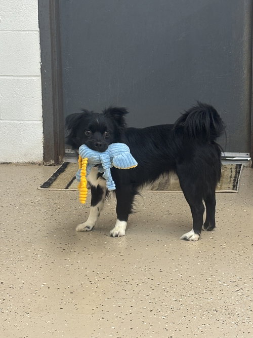 Lucus, an adoptable Chihuahua in York, SC