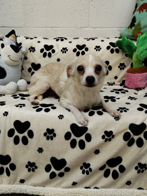 Pinky, an adoptable Chihuahua in York, SC