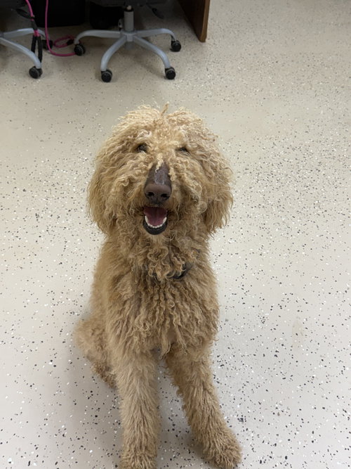Saint, an adoptable Poodle in York, SC