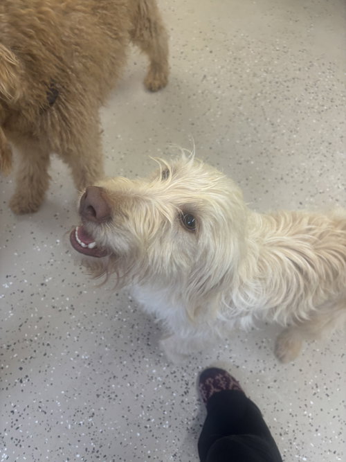 Beau, an adoptable Terrier in York, SC