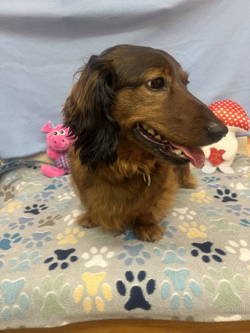 Frank, an adoptable Dachshund in York, SC