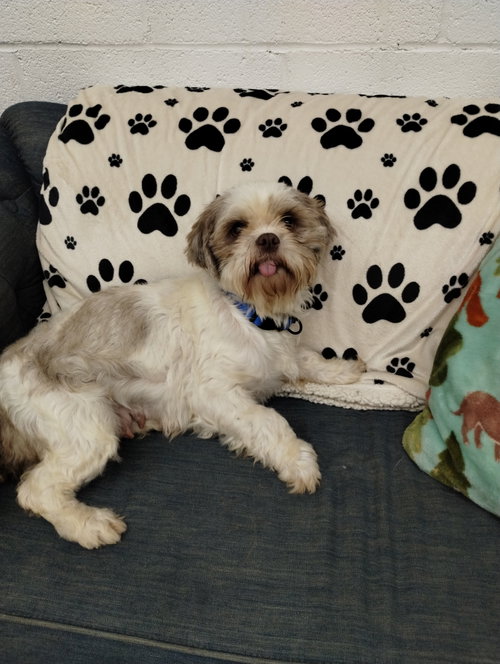 Poppy, an adoptable Shih Tzu in York, SC
