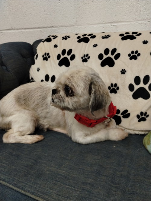 Sophie, an adoptable Shih Tzu in York, SC