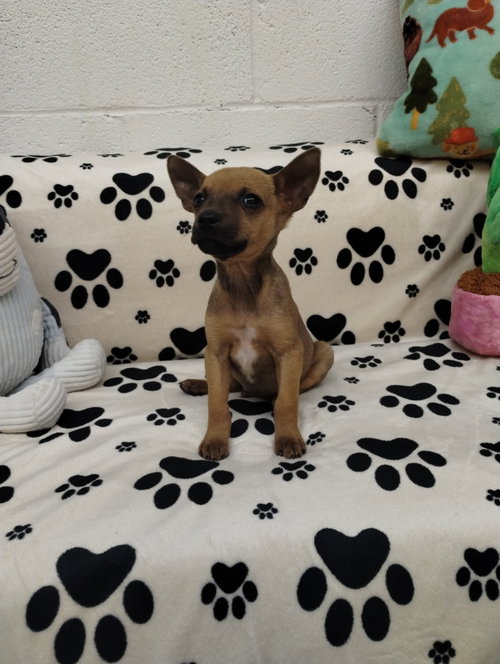 Pablo, an adoptable Chihuahua in York, SC