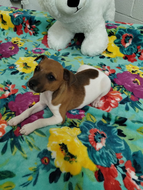 Petey, an adoptable Chihuahua in York, SC