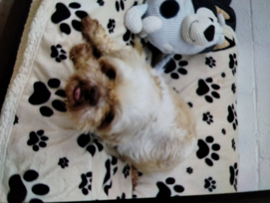 Rudy