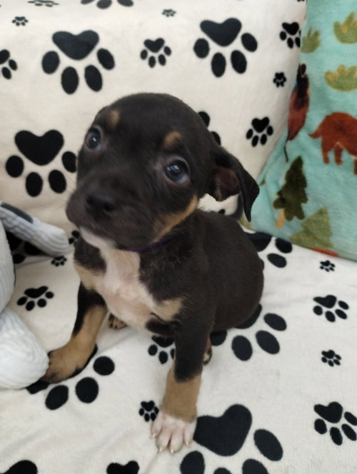 Sugar, an adoptable Unknown breed in York, SC