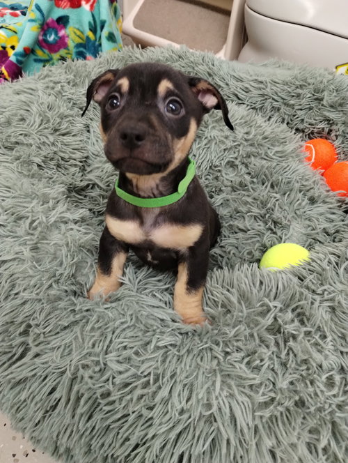 Sunny, an adoptable Unknown breed in York, SC