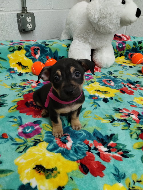 Shimmer, an adoptable Unknown breed in York, SC