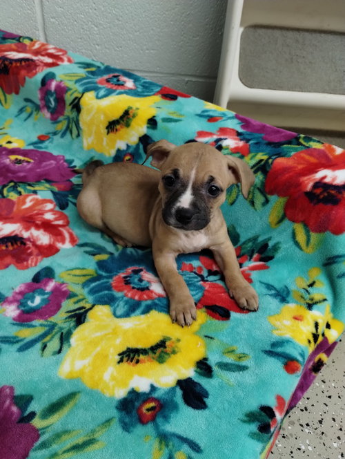 Shine, an adoptable Unknown breed in York, SC