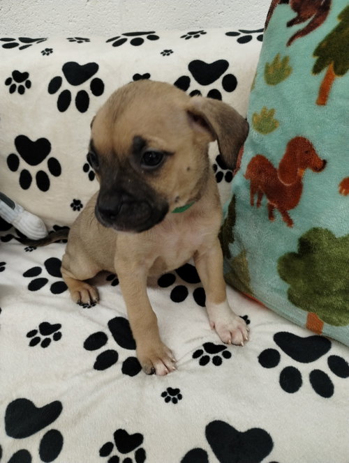 Star, an adoptable Unknown breed in York, SC