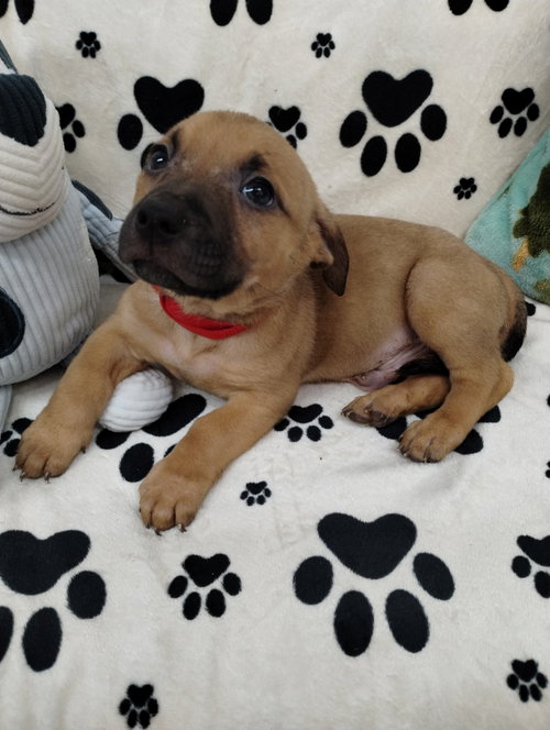 Snoop, an adoptable Unknown breed in York, SC