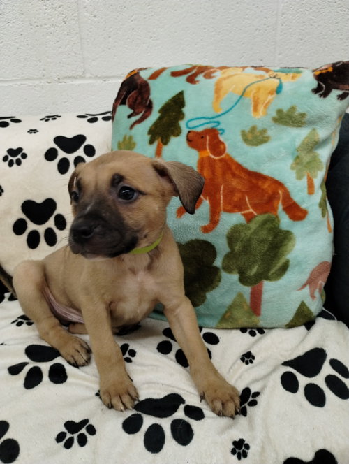 Silver, an adoptable Unknown breed in York, SC