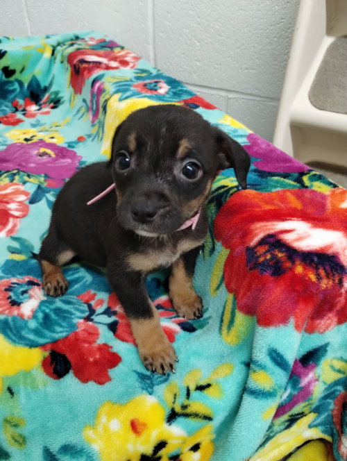 Seven, an adoptable Unknown breed in York, SC
