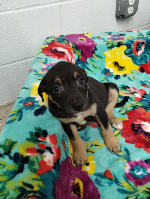 Saturn, an adoptable Unknown breed in York, SC