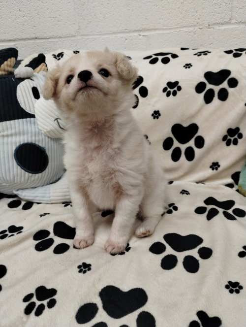 Paris, an adoptable Chihuahua in York, SC